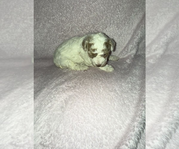 Medium Photo #42 Cavapoo (Miniature) Puppy For Sale in MUNFORDVILLE, KY, USA