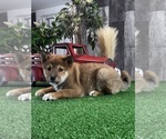 Small #3 Shiba Inu