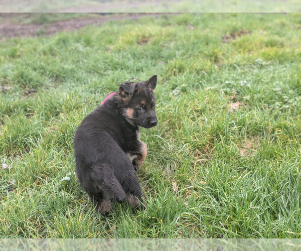 Medium Photo #7 German Shepherd Dog Puppy For Sale in OAK GROVE, OR, USA