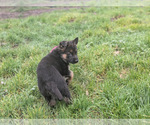 Small #6 German Shepherd Dog