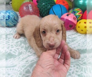 Dachshund Puppy for sale in RATTAN, OK, USA