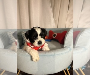 Zuchon Puppy for Sale in SUGAR LAND, Texas USA