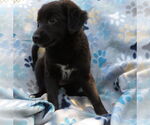 Small #2 Pom-A-Poo