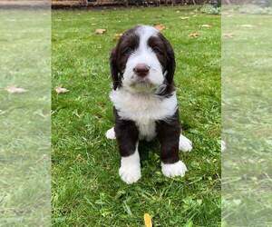 Labradoodle-Sheprador Mix Puppy for sale in PORTLAND, OR, USA