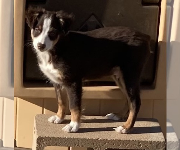 Medium Photo #15 Miniature Australian Shepherd Puppy For Sale in FORT MORGAN, CO, USA