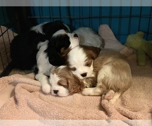Cavalier King Charles Spaniel Puppy for sale in BENTONVILLE, AR, USA