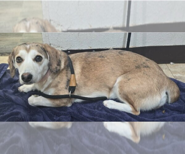 Medium Photo #3 Mutt Puppy For Sale in Lakewood, CO, USA