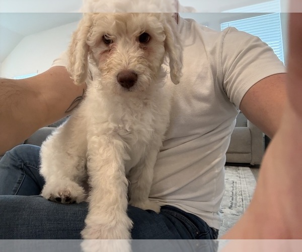 Medium Photo #9 Double Doodle Puppy For Sale in BULVERDE, TX, USA