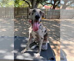 Small Catahoula Leopard Dog-Great Dane Mix