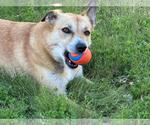 Small #4 Labrador Retriever Mix