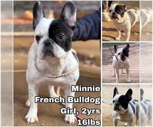French Bulldog Dogs for adoption in Seattle, WA, USA