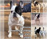 Small French Bulldog