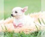 Small Photo #29 Chihuahua Puppy For Sale in WARSAW, IN, USA