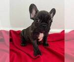 Puppy 1 French Bulldog