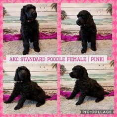 Medium Poodle (Standard)