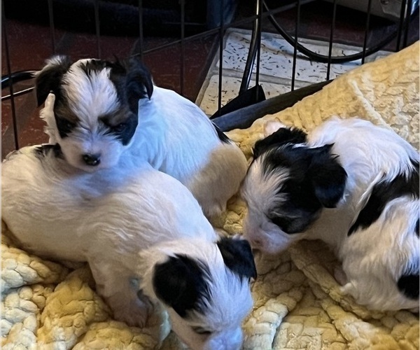 Medium Photo #12 Yorkshire Terrier Puppy For Sale in GASTON, OR, USA