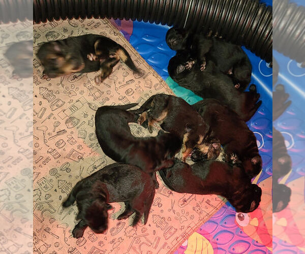 Medium Photo #1 German Shepherd Dog Puppy For Sale in CULPEPER, VA, USA