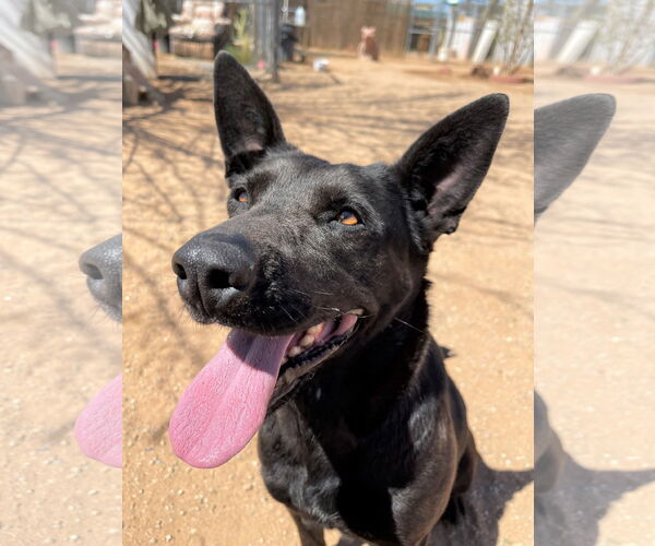 Medium Photo #9 Labrador Retriever Puppy For Sale in Apple Valley, CA, USA