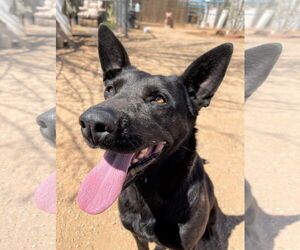 Lindsey - - Female Labrador Retriever Dog for Adoption - Photo #9