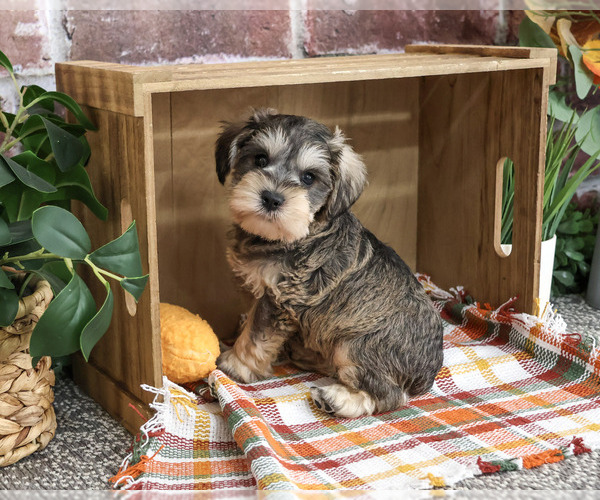 Medium Photo #2 Schnauzer (Miniature) Puppy For Sale in SYRACUSE, IN, USA