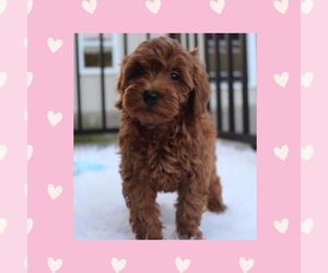 Cavapoo Puppy for sale in LOS ANGELES, CA, USA