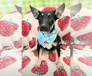 Shepweiller Dogs for adoption in SHERBURNE, NY, USA