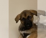 Small Photo #8 German Shepherd Dog Puppy For Sale in FALMOUTH, VA, USA