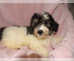 Small Photo #1 Bichpoo Puppy For Sale in PATERSON, NJ, USA
