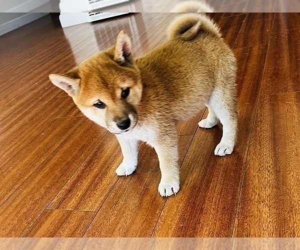 Medium Photo #40 Shiba Inu Puppy For Sale in FREMONT, CA, USA