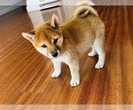 Small Photo #40 Shiba Inu Puppy For Sale in FREMONT, CA, USA