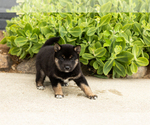 Small #2 Shiba Inu