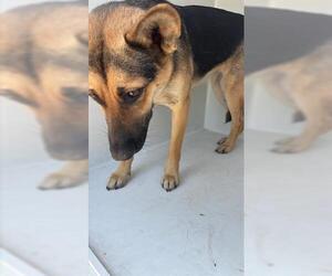 German Shepherd Dog Dogs for adoption in Houston, TX, USA