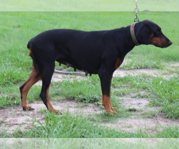 Medium Photo #3 Doberman Pinscher Puppy For Sale in BROOKSVILLE, FL, USA