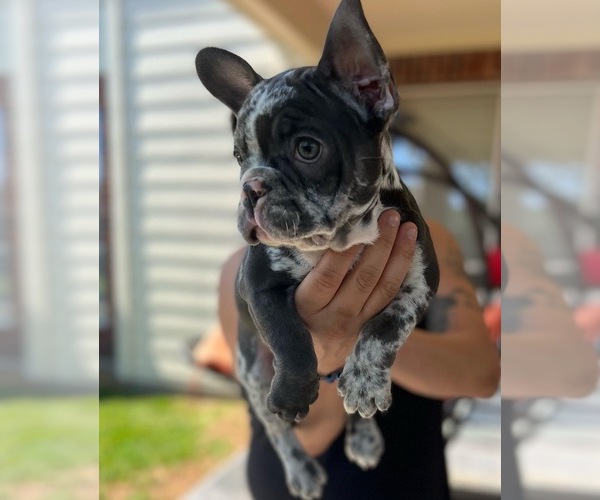 Medium Photo #2 French Bulldog Puppy For Sale in PEARLAND, TX, USA