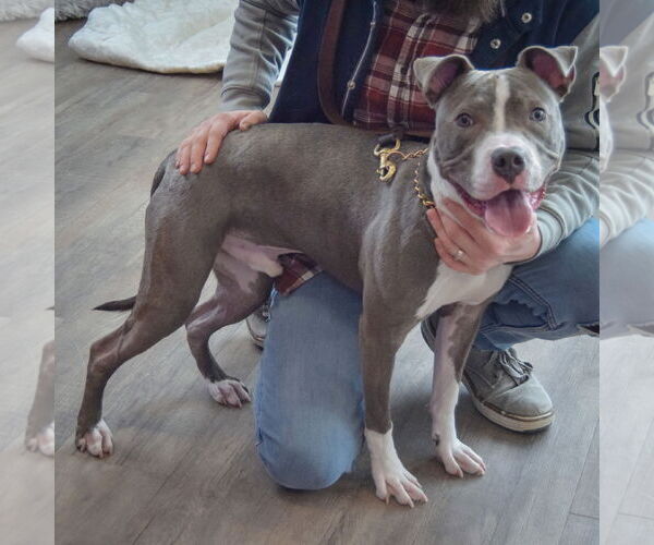 Medium Photo #4 American Staffordshire Terrier-Unknown Mix Puppy For Sale in Huntley, IL, USA
