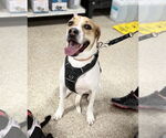 Small #9 American Pit Bull Terrier-Treeing Walker Coonhound Mix