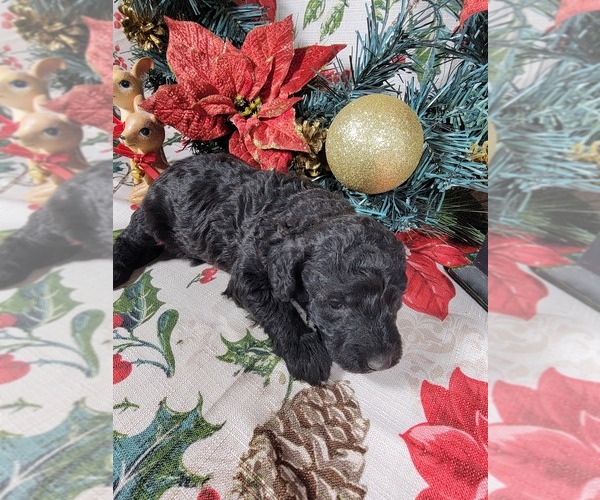 Medium Photo #56 Poodle (Toy) Puppy For Sale in BLACK FOREST, CO, USA