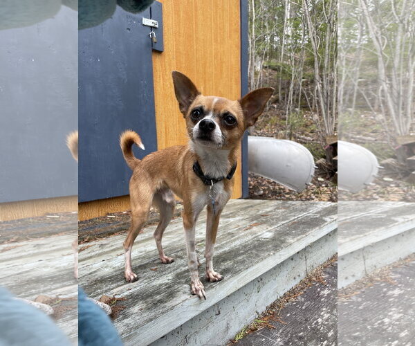 Medium Photo #8 Chihuahua-Unknown Mix Puppy For Sale in St. Louis Park, MN, USA