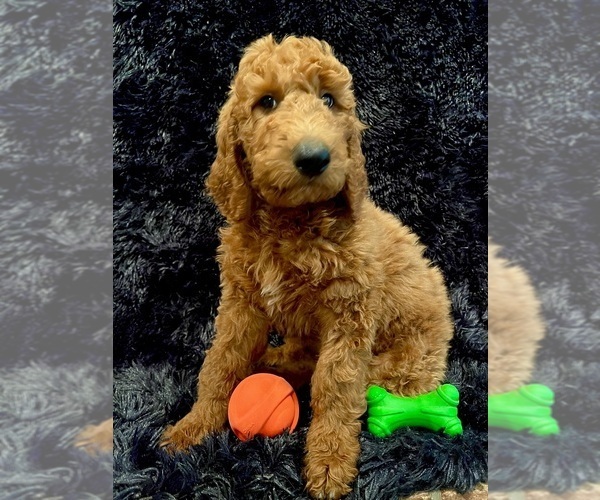 Medium Photo #5 Goldendoodle Puppy For Sale in GREENBRIER, AR, USA