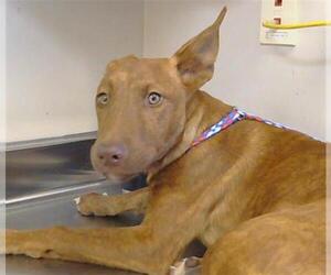 Pharaoh Hound-Unknown Mix Dogs for adoption in Sacramento, CA, USA