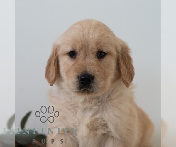 Medium Photo #1 Golden Retriever Puppy For Sale in NEWPORT, PA, USA