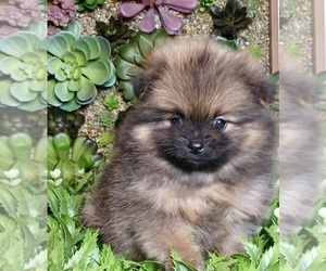 Pomeranian Puppy for sale in BEVERLY HILLS, CA, USA