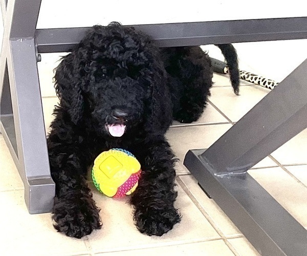 Medium Photo #5 Goldendoodle Puppy For Sale in DELTONA, FL, USA
