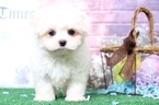 Small Photo #1 Maltese Puppy For Sale in BEL AIR, MD, USA