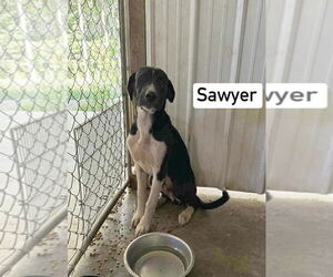 Great Dane-Unknown Mix Dogs for adoption in Bullard, TX, USA