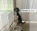 Small Great Dane Mix