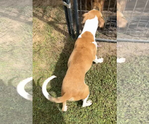 Medium Photo #2 Mutt Puppy For Sale in Farmerville, LA, USA