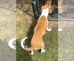 Small #1 Mutt