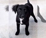 Small #1 Australian Terrier Mix