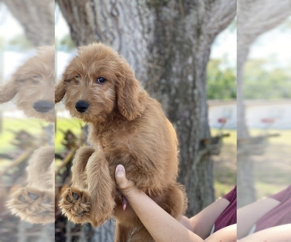 Full screen Photo #1 Goldendoodle Puppy For Sale in BRADENTON, FL, USA